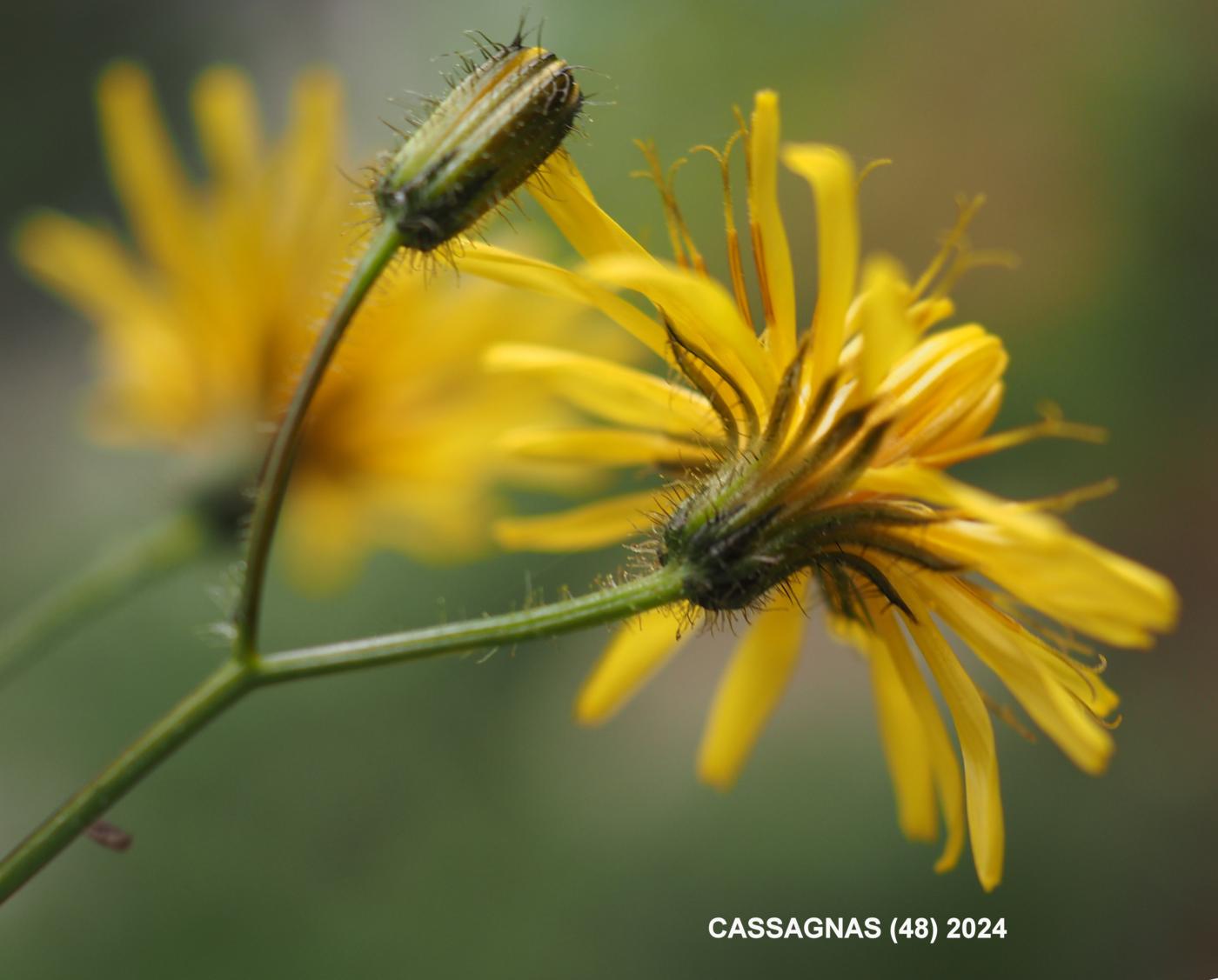 Hawk's-beard, Marsh flower